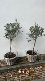 5 stuks olijfboompjes, Tuin en Terras, Planten | Bomen, Ophalen, Volle zon, Overige soorten, 100 tot 250 cm