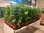 Schefflera compacta 100cm, Ophalen, Halfschaduw, Minder dan 100 cm