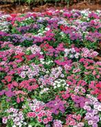 Bio Zaden Duizendschoon - Dianthus barbatus *eetbare bloem, Tuin en Terras, Bloembollen en Zaden, Ophalen of Verzenden, Voorjaar
