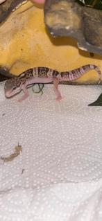 Luipaardgekko, Hagedis, 0 tot 2 jaar