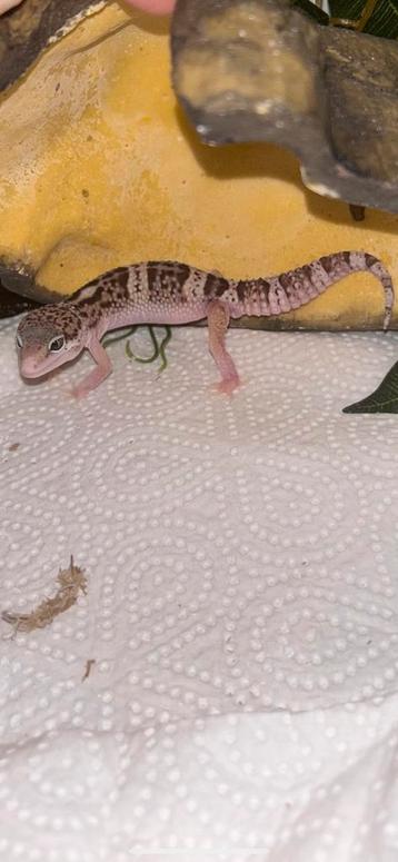 Luipaardgekko beschikbaar voor biedingen