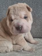 Hoera, ons shar-pei meisje Sho-Mi is moeder geworden, Dieren en Toebehoren, Overige rassen, 8 tot 15 weken, Meerdere, Meerdere dieren