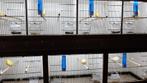 kanaries te koop, Dieren en Toebehoren, Meerdere dieren, Kleurkanarie