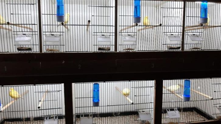 kanaries te koop, Dieren en Toebehoren, Vogels | Kanaries, Kleurkanarie, Meerdere dieren