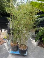 Bamboeplanten - 2.20m hoog, Bloeit niet, Halfschaduw, Overige soorten, 100 tot 250 cm