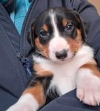 Appenzeller Sennenhondenpups met stamboom, Dieren en Toebehoren, Reu, CDV (hondenziekte), 8 tot 15 weken, Meerdere