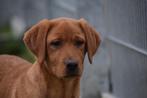 Labrador pups laatste uit nestje zoekt een lieve thuis🏡 🐾, Rabiës (hondsdolheid), Meerdere, Meerdere dieren, België