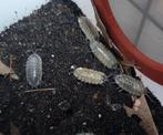 Porcellio Spinipennis "Canton de Grasse", Overige soorten