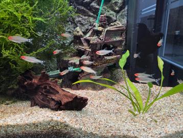 8 roodkopzalmen 2-3 cm beschikbaar voor biedingen