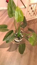 Kunstplant (Incl. mand), Ophalen, Nieuw