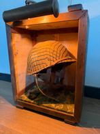 Repro helm in display ww2 wo2 band of brothers kist airborne, Verzenden, Landmacht, Amerika, Helm of Baret