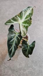 Alocasia Loco, Ophalen of Verzenden, Halfschaduw, Minder dan 100 cm