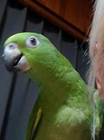 Papegaai, Dieren en Toebehoren, Vogels | Parkieten en Papegaaien, Mannelijk, Papegaai, Pratend