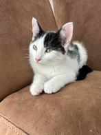 Twee lieve kittens  broer en zus zoeken een fijn thuis, Meerdere dieren