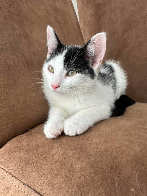 Twee lieve kittens  broer en zus zoeken een fijn thuis, Dieren en Toebehoren, Katten en Kittens | Overige Katten, Meerdere dieren