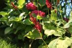 Duizendknoop Persicaria – tuinplanten, Ophalen of Verzenden, Vaste plant, Overige soorten, Halfschaduw