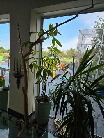 Grote javaboom hoogste punt 230 cm beschikbaar voor biedingen