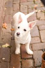 Vivy klein teefje 4 maanden, Dieren en Toebehoren, Honden | Niet-rashonden, Particulier, Rabiës (hondsdolheid), 15 weken tot 1 jaar