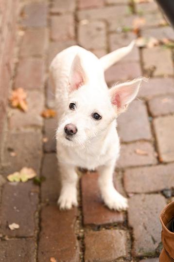 Vivy klein teefje 4 maanden beschikbaar voor biedingen
