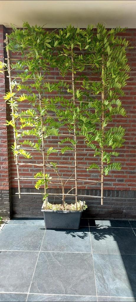 Prachtige! Potgekweekte blauwe regen op bamboe rek, Tuin en Terras, Planten | Tuinplanten, Overige soorten, Halfschaduw, Ophalen
