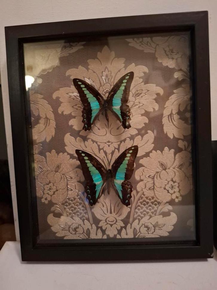 Ingelijste Vlinders en Vleugels, Verzamelen, Dierenverzamelingen, Zo goed als nieuw, Opgezet dier, Insect, Ophalen of Verzenden