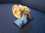 Anatomisch model, puzzel, (binnen)oor, hoogte 10 cm, Ophalen of Verzenden, Zo goed als nieuw