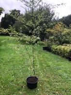 Bamboe stuik , staat in de kuip . ongeveer 200 cm hoog, Ophalen, Bamboe, 100 tot 250 cm