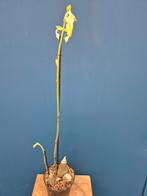 Orchidee Calanthe rubens p15 (2), Huis en Inrichting, Kamerplanten, Ophalen of Verzenden, Halfschaduw, Minder dan 100 cm