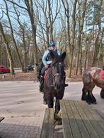 Bijrijdster aangeboden, Dieren en Toebehoren, Paarden en Pony's | Overige Paardenspullen, Ophalen of Verzenden, Nieuw, Overige soorten