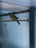 1x1 bergparkieten, Meerdere dieren, Parkiet