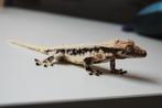 Prachtige lilly white wimpergekko man, Hagedis, 3 tot 6 jaar