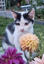 Poesjes/Kittens te koop, Dieren en Toebehoren, Katten en Kittens | Overige Katten, Meerdere dieren, Kortharig, 0 tot 2 jaar