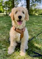 Gezocht: uitlater of oppas voor pup (ma/do + vakanties), Dieren en Toebehoren, Honden | Retrievers, Spaniëls en Waterhonden, Golden retriever