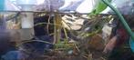 Endler gup, Dieren en Toebehoren, Vis, Zoetwatervis