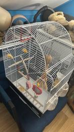 Vogelkooi, Dieren en Toebehoren, Vogels | Hokken en Kooien, Ophalen, Zo goed als nieuw, Metaal, Vogelkooi