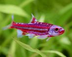 Vijvervissen! Notropis. Rainbow shiner goudvis windes danios, Overige soorten