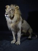 opgezette leeuw taxidermy geprepareerde leeuw, Verzamelen, Dierenverzamelingen, Nieuw, Gewei of Kop, Ophalen of Verzenden, Hert