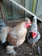 Zijdehoender hanen, Dieren en Toebehoren, Mannelijk, Kip