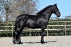 UNIEK ## Super gave en top brave murgese ruin ##, B, Ruin, Gechipt, 3 tot 6 jaar