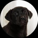 mooie labrador pups (ouders stamboomlijn), Dieren en Toebehoren, Honden | Retrievers, Spaniëls en Waterhonden, Meerdere, 8 tot 15 weken