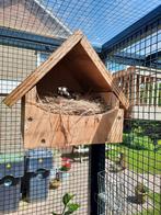 Kastanjeruglijster pop 2025, Dieren en Toebehoren, Vogels | Overige Vogels, Vrouwelijk, Tropenvogel, Geringd