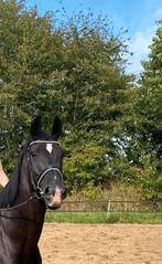 Premiere lak hoofdstel full, Dieren en Toebehoren, Paarden en Pony's | Hoofdstellen en Tuigage, Ophalen of Verzenden, Zo goed als nieuw