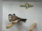 Bichenow - Taeniopygia bichenovii, Meerdere dieren, Tropenvogel