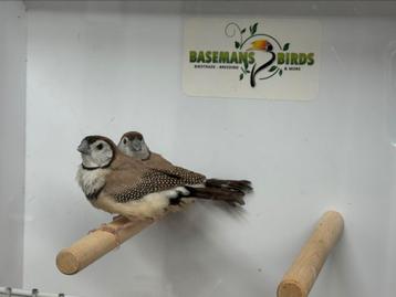 Bichenow - Taeniopygia bichenovii beschikbaar voor biedingen