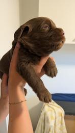 Labradoodle pups (labrador x labradoodle f5) pups mogen weg!, Dieren en Toebehoren, Rabiës (hondsdolheid), 8 tot 15 weken, Labrador retriever