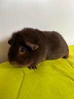Cavia zeugje ter adoptie US Teddy, Dieren en Toebehoren, Knaagdieren, Januari, Vrouwelijk, Cavia