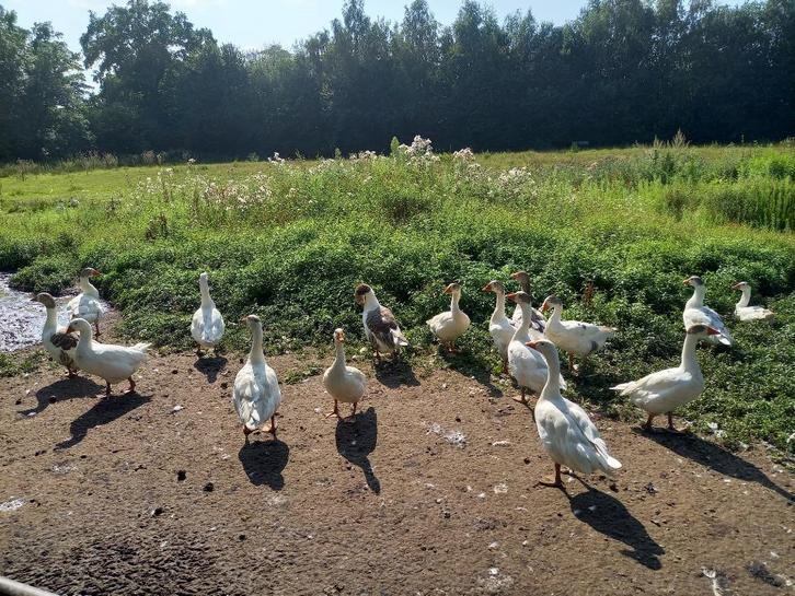 Twentse Landganzen (raszuiver), Dieren en Toebehoren, Pluimvee, Gans of Zwaan, Meerdere dieren