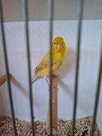 Kanarie man 2024, Dieren en Toebehoren, Vogels | Kanaries, Mannelijk, Kleurkanarie