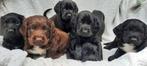 Engelse cockerspaniel x stabij/labrador pups, Overige rassen, 8 tot 15 weken, CDV (hondenziekte), Meerdere
