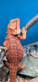 Hele mooie red hypo genetic  stripe  aangeboden  5 maandjes, Dieren en Toebehoren, Reptielen en Amfibieën, Hagedis, Tam, 0 tot 2 jaar